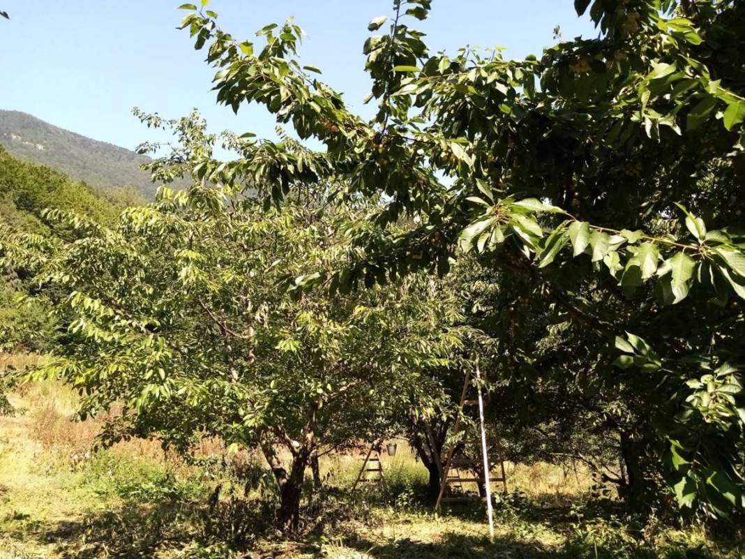 O kentte dağın tepesinde yetişiyor: Kilosu 80 TL! Kan dolaşımını hızlandırıyor, enerji veriyor 5